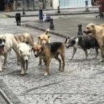 Kahoot’ta Kocaelispor bilgileri yarıştı – Birlik Haber Ajansı