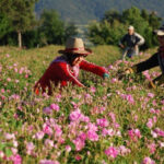 Giresun Uluslararası Aksu Festivali başladı – Birlik Haber Ajansı