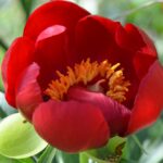 Uluslararası Urla Gastronomi Film Festivali başladı – Birlik Haber Ajansı