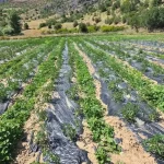 Tarımsal hasılada tarihi zirve: Türkiye 74 milyar dolarlık rekorla İlk 7’ye girdi – Birlik Haber Ajansı