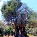 Bartın’da da GMİS üyeleri alandaydı – Birlik Haber Ajansı