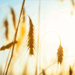 Bakan Yumaklı’dan orman yangınlarıyla ilgili açıklama – Birlik Haber Ajansı