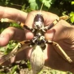 Cumhurbaşkanı Erdoğan, Malazgirt Zaferi’nin 954. yılı için Ahlat’ta olacak – Birlik Haber Ajansı